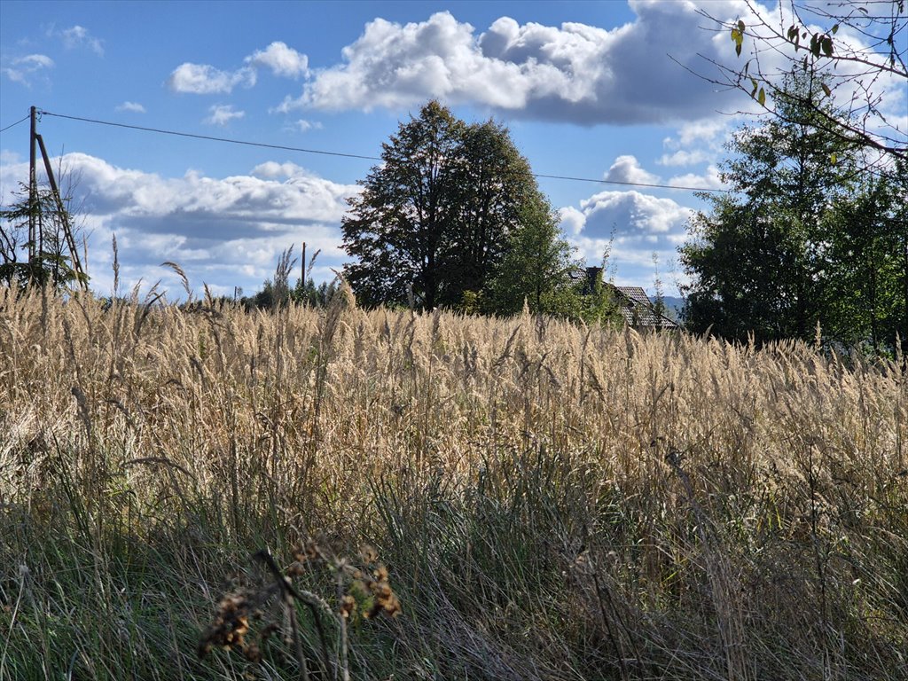 Działka budowlana na sprzedaż Harklowa  6 600m2 Foto 5