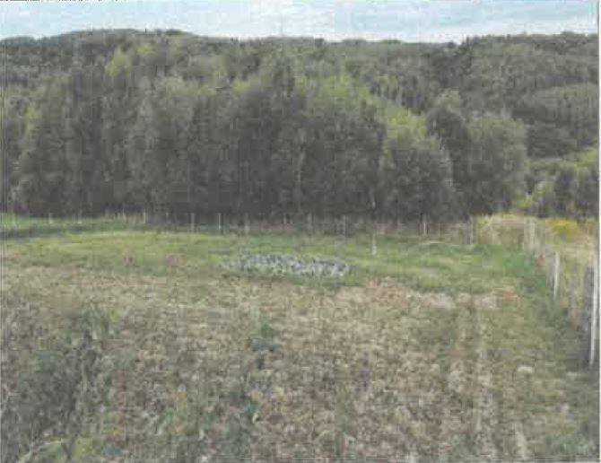 Działka 5 600 m² w Baryczy - atrakcyjna oferta. Barycz  5 600m2 Foto 1