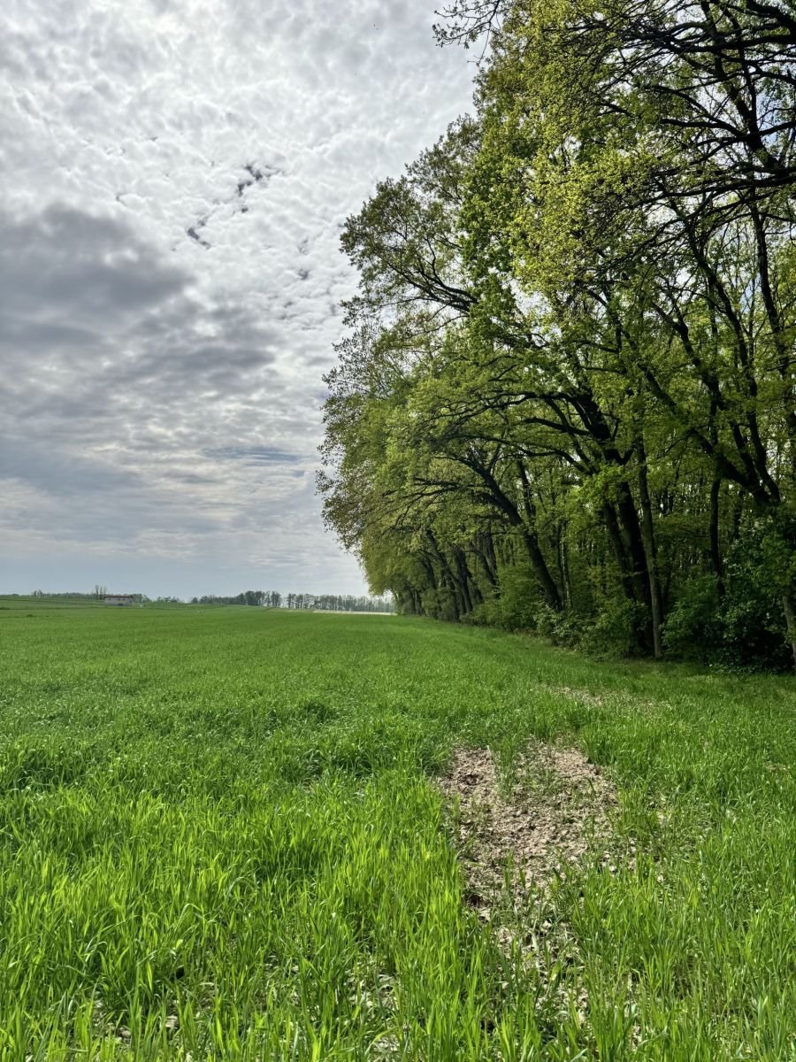 Zapraszam do obejrzenia działki 1041 m² z warunkami zabudowy Wola Pasikońska, Wola Pasikońska  1 041m2 Foto 1