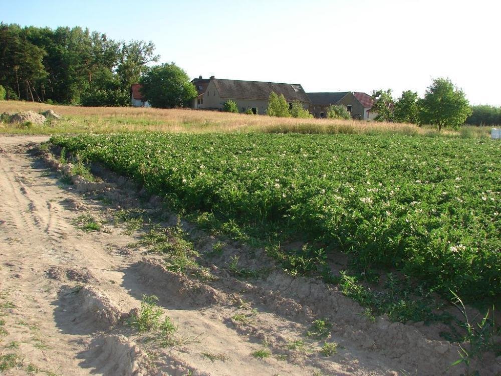 Działka inna na sprzedaż Grzebienisko, Jodłowa  3 830m2 Foto 4