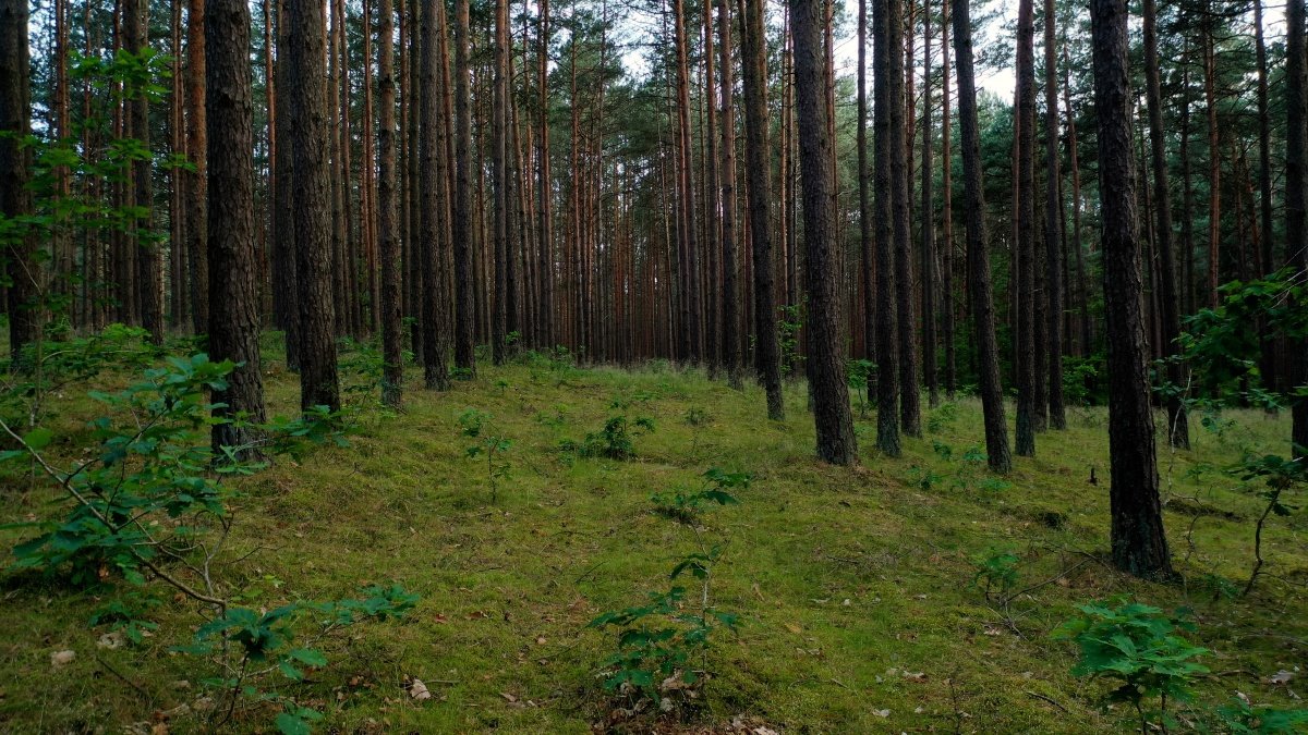 Działka rekreacyjna na sprzedaż Gniew, Rakowiec  1 000m2 Foto 4