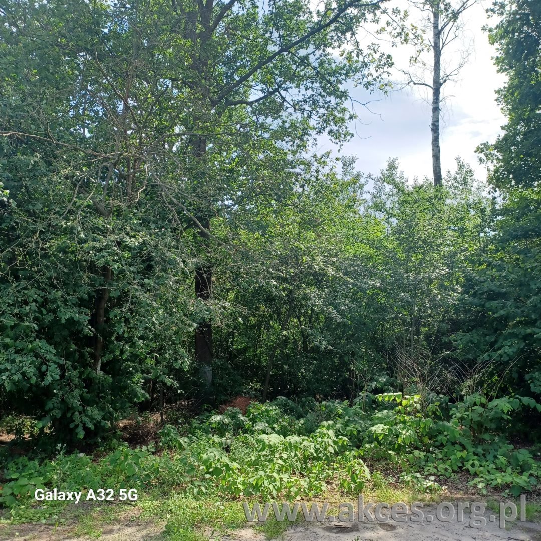 Działka leśna z mediami, blisko natury i Warszawy - polecam! Zalesie Górne, Jagodowa  2 656m2 Foto 1