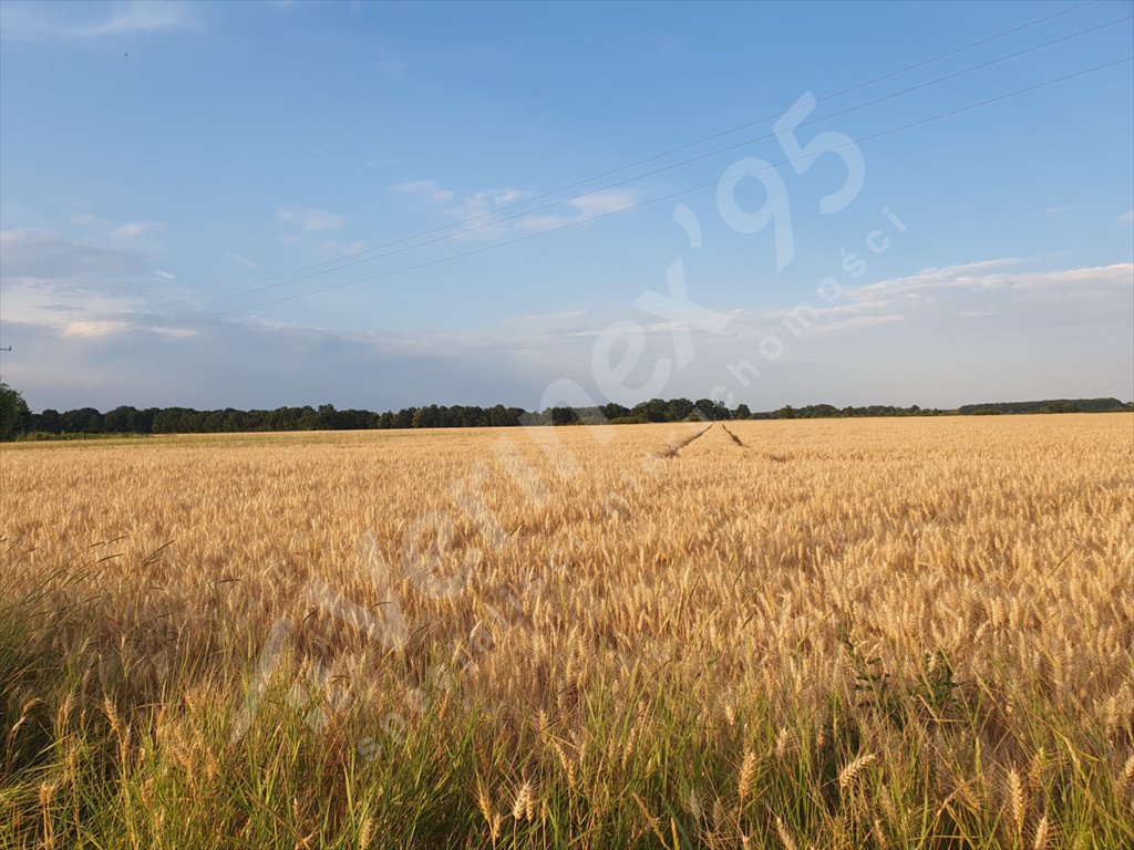 Działka rolna na sprzedaż Szczepanów  11 700m2 Foto 1