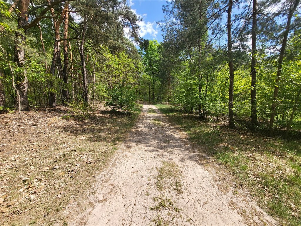 Działka leśna na sprzedaż Borzęcin Duży  3 300m2 Foto 7