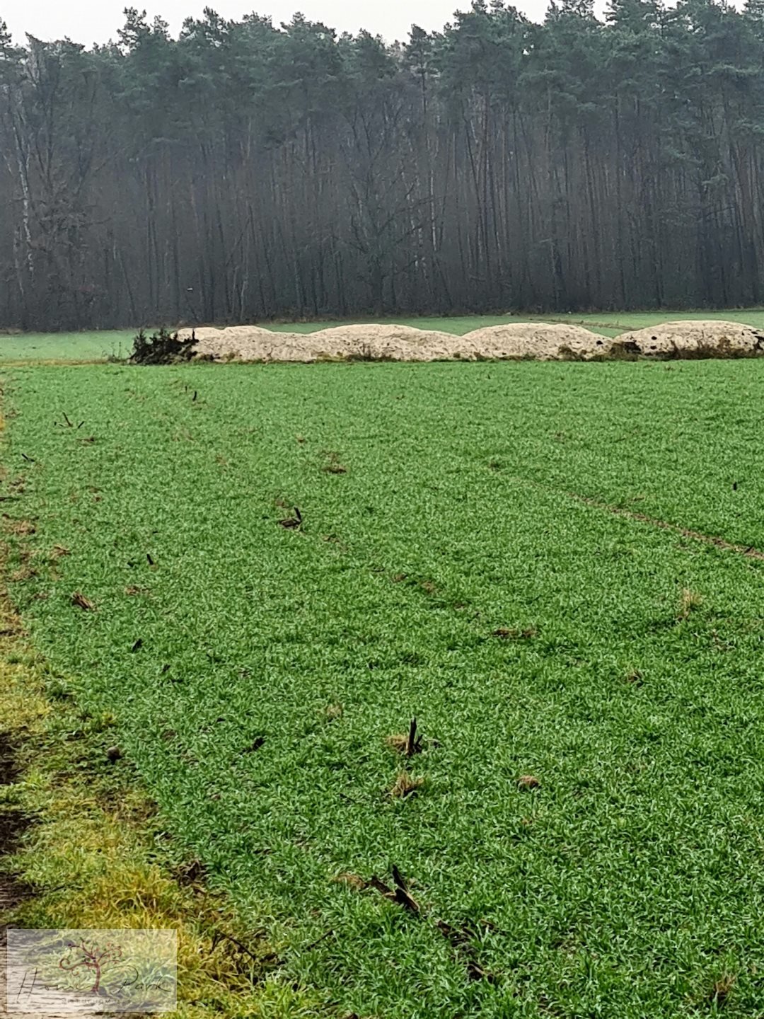 Działka budowlana na sprzedaż Gajówka, Gajówka  4 500m2 Foto 13