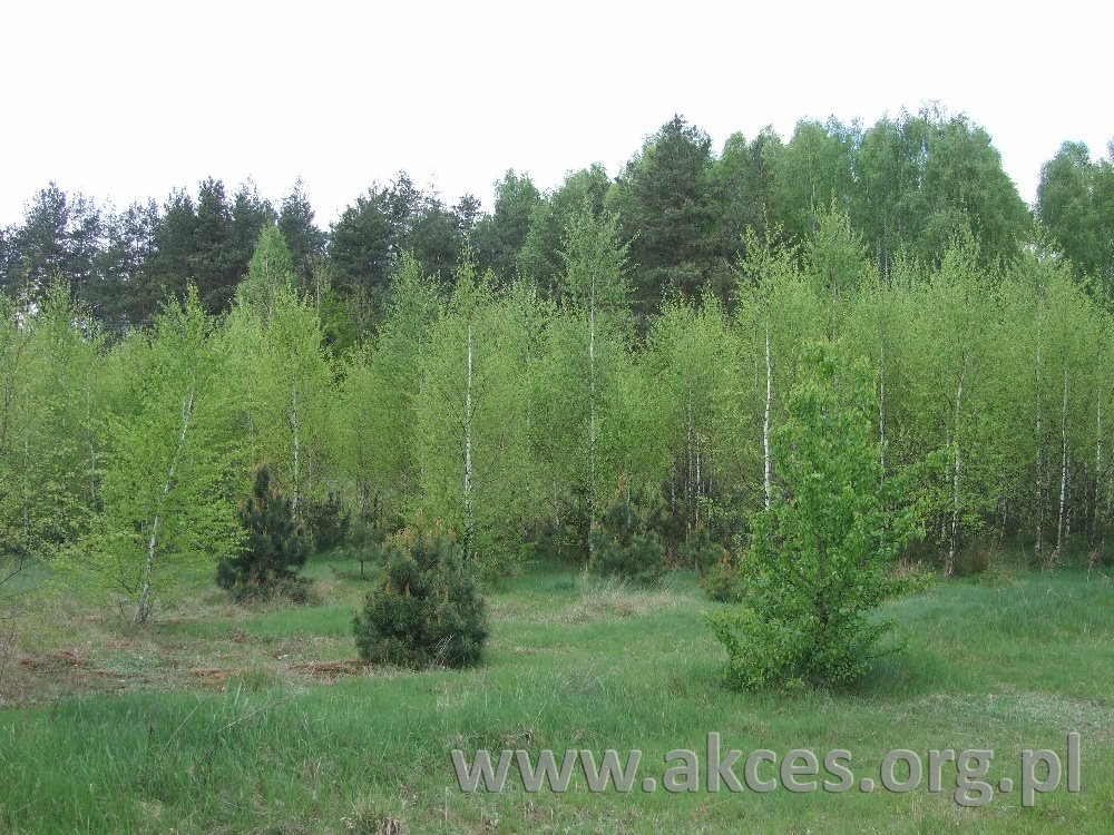 Działka 1500 m² pod zabudowę (Nowe Polesie) w cichej okolicy Nowe Polesie  1 500m2 Foto 1