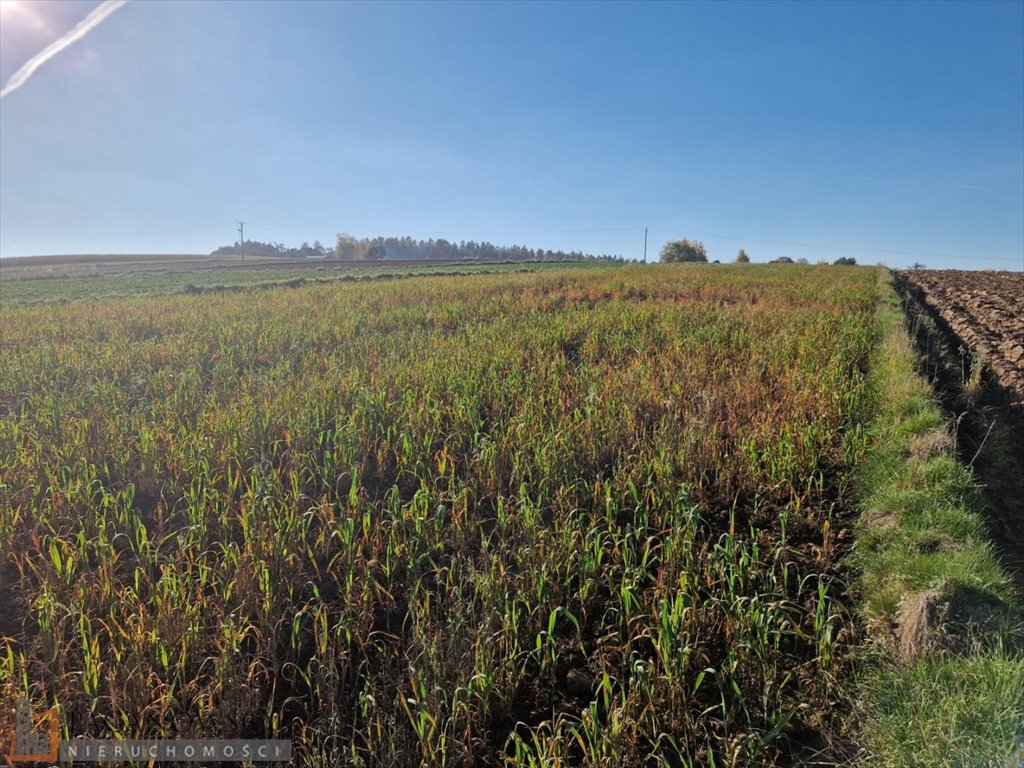 Działka rolna na sprzedaż Wilków  7 700m2 Foto 4