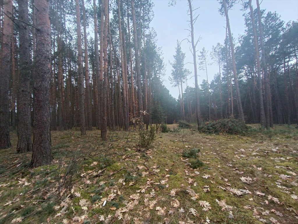 Działka leśna na sprzedaż Gorzakiew  27 000m2 Foto 16