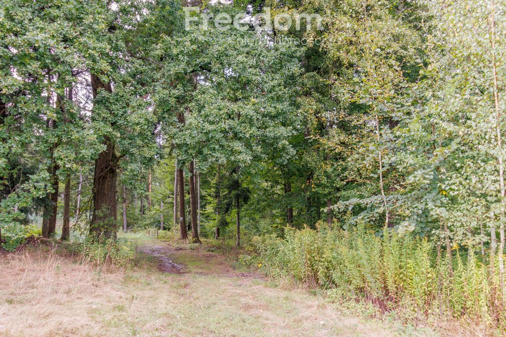 Działka leśna na sprzedaż Olszyny  9 790m2 Foto 5