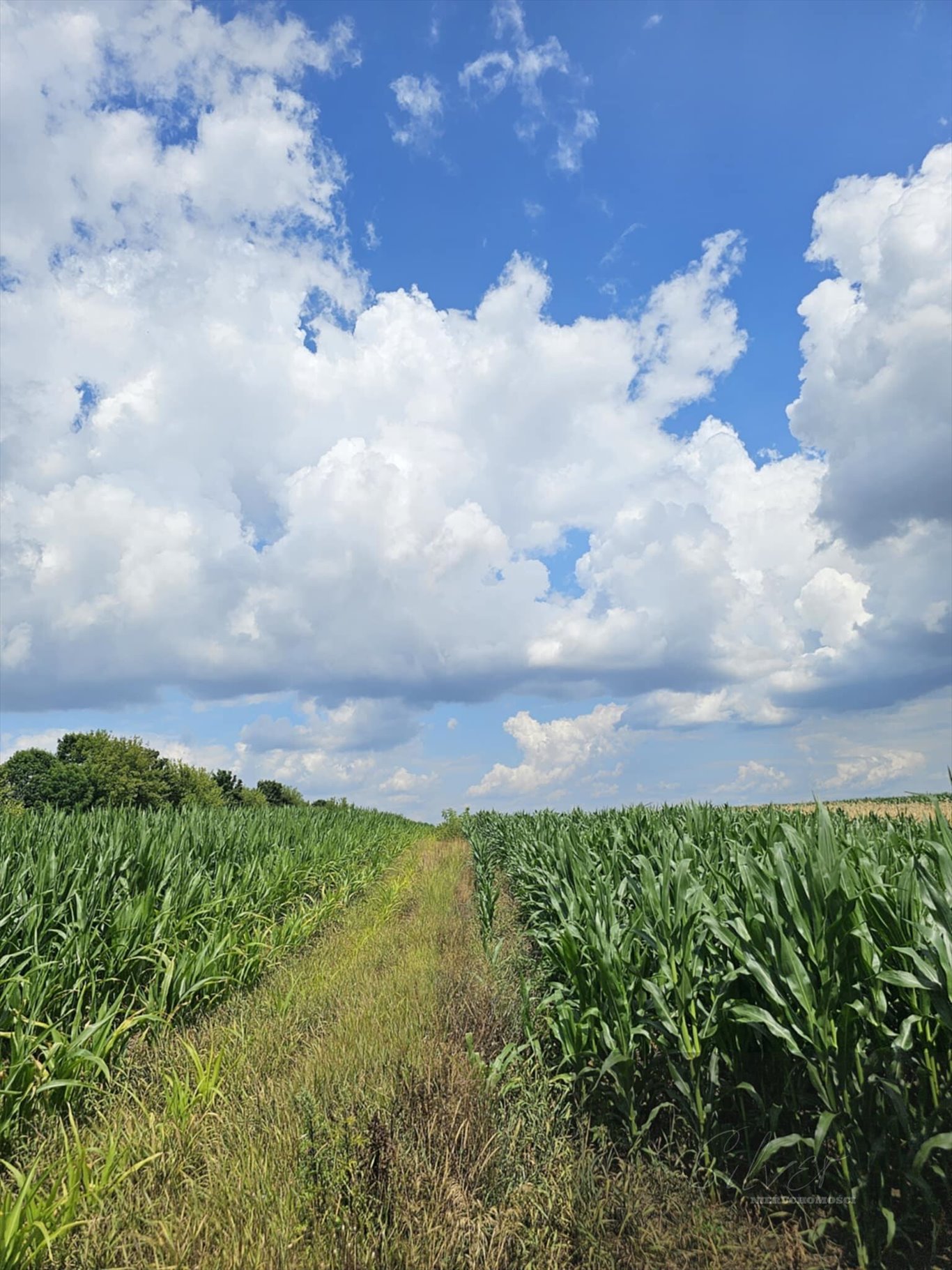 Działka budowlana na sprzedaż Czerwińsk nad Wisłą  2 600m2 Foto 1