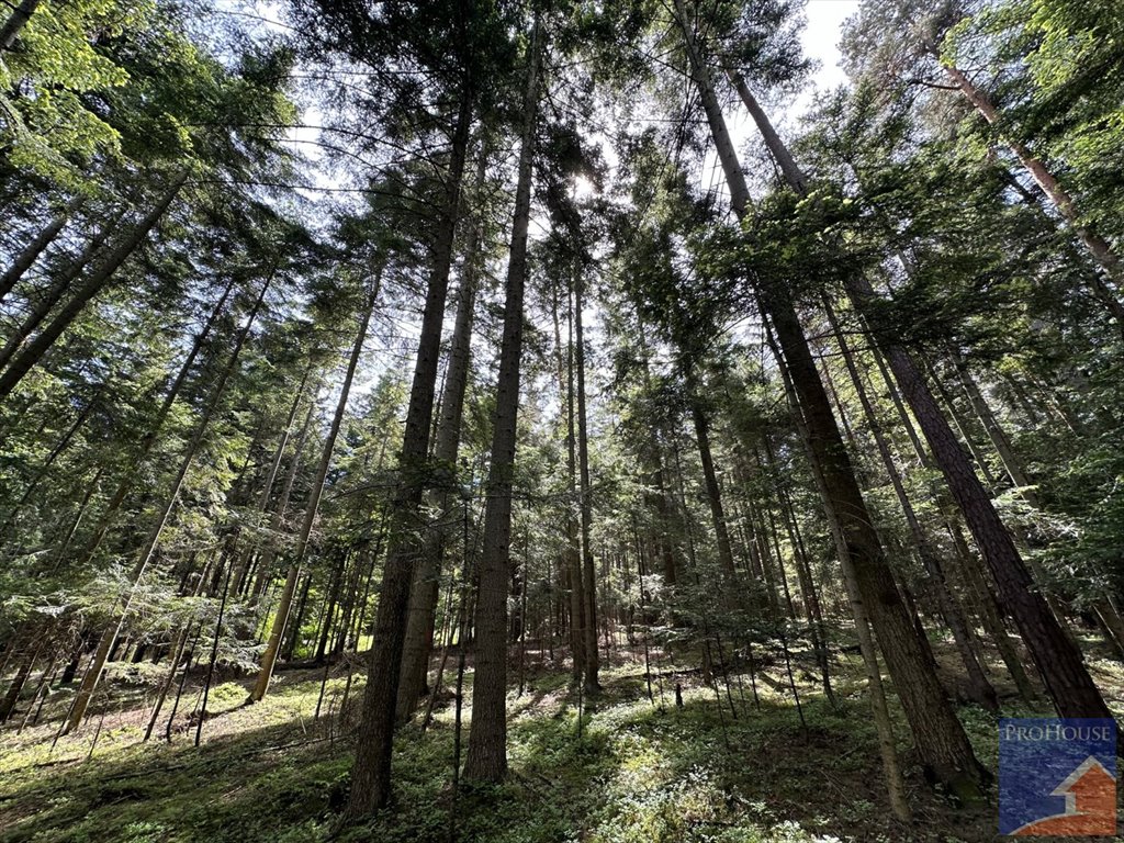 Działka leśna na sprzedaż Podłopień  5 200m2 Foto 13