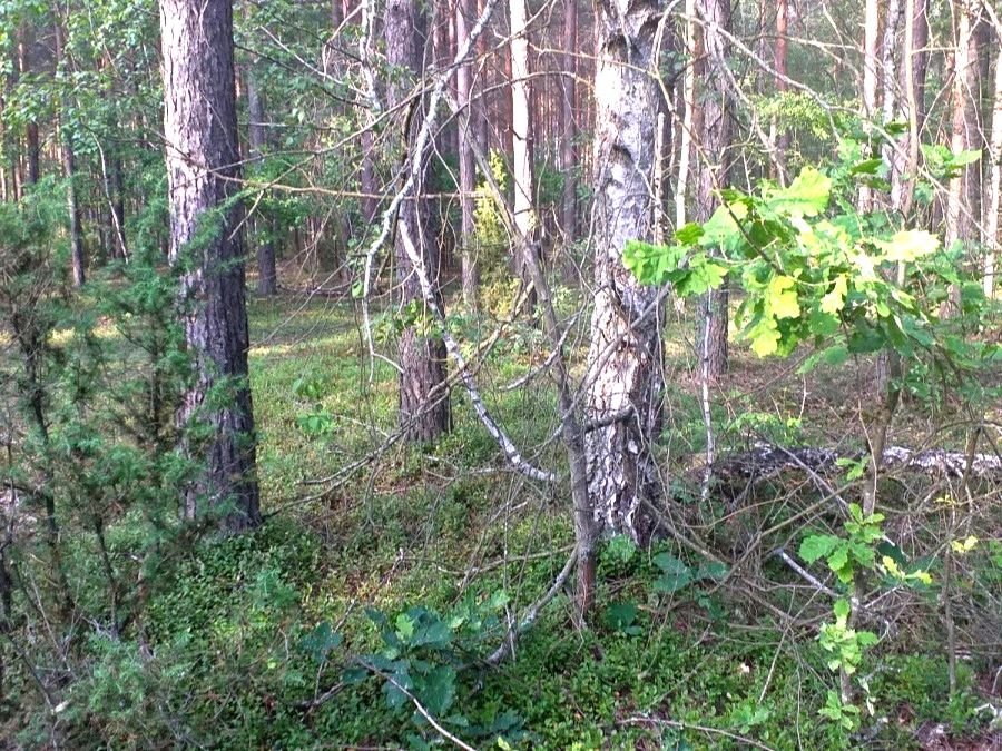 Działka leśna na sprzedaż Białystok, Starosielce  4 900m2 Foto 3