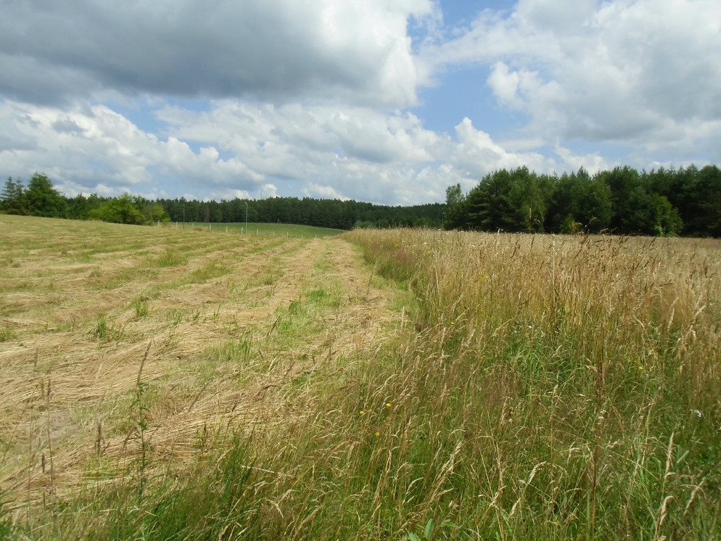 Działka inwestycyjna na sprzedaż Krępkowice  10 200m2 Foto 2