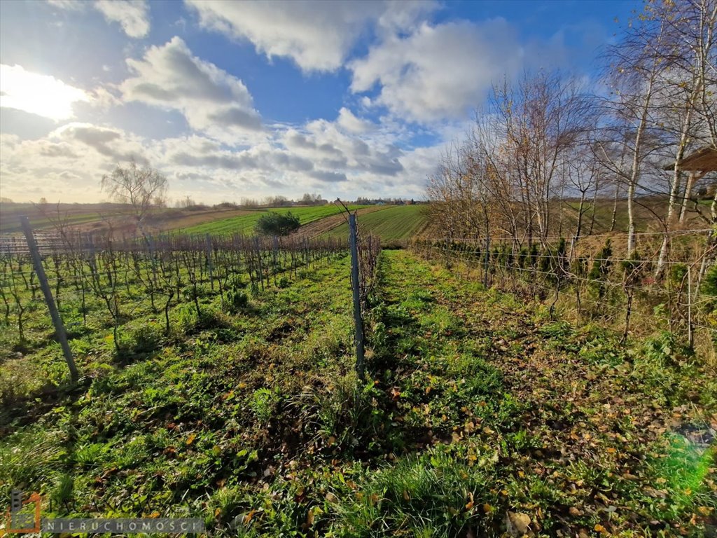 Działka z winnicą, widok na Tatry, WZ, 30 ar, Cianowice Cianowice  3 000m2 Foto 1