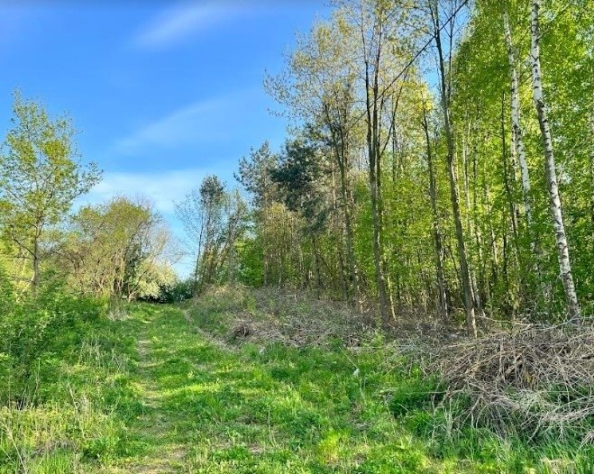 Działka budowlana na sprzedaż Goławin  4 300m2 Foto 7