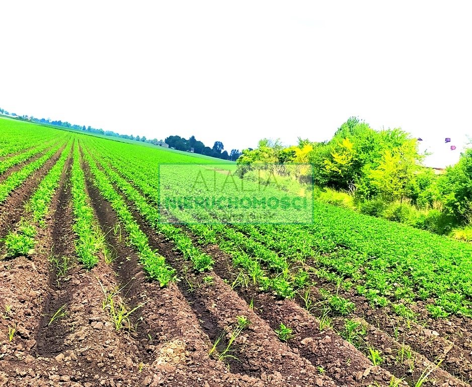 Działki rolne z budynkiem, asfalt dojazd, 90 000 m² zapraszam Milęcin  90 000m2 Foto 1