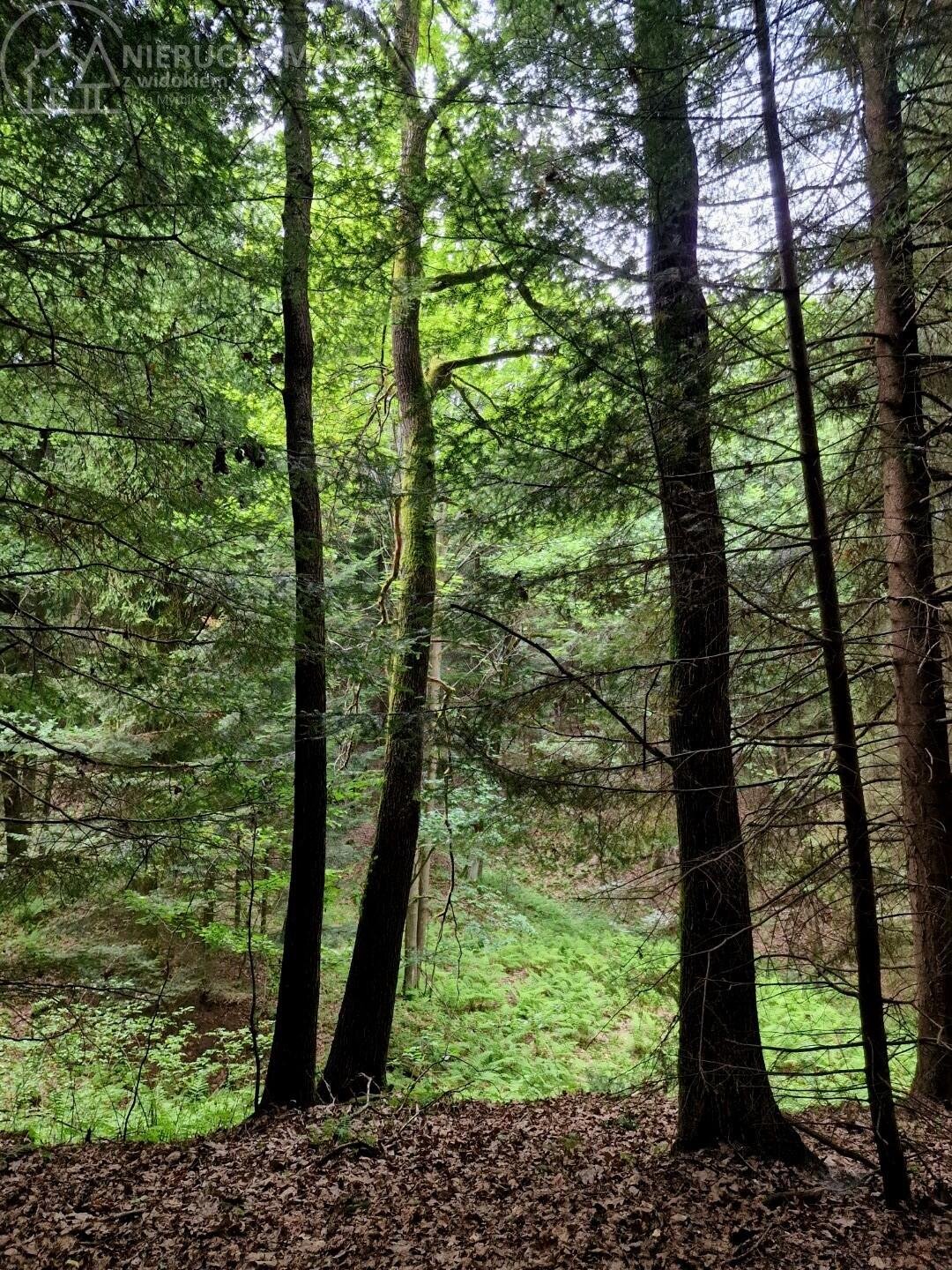 Działka leśna na sprzedaż Sitnica  17 701m2 Foto 12