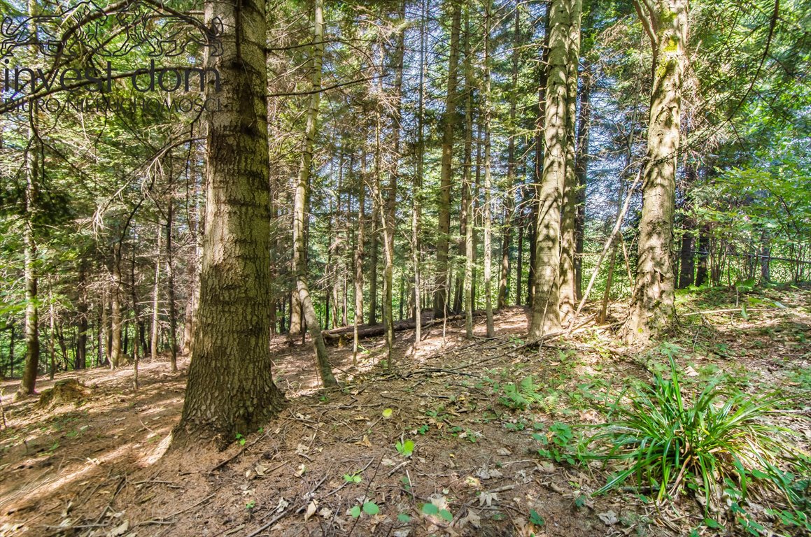 Działka leśna na sprzedaż Wyskitna  7 200m2 Foto 6