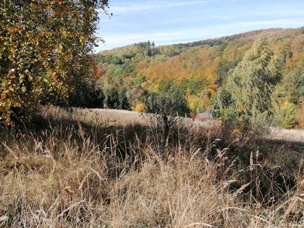 Działka inna na sprzedaż Pieszyce, Rościszów  2 500m2 Foto 2