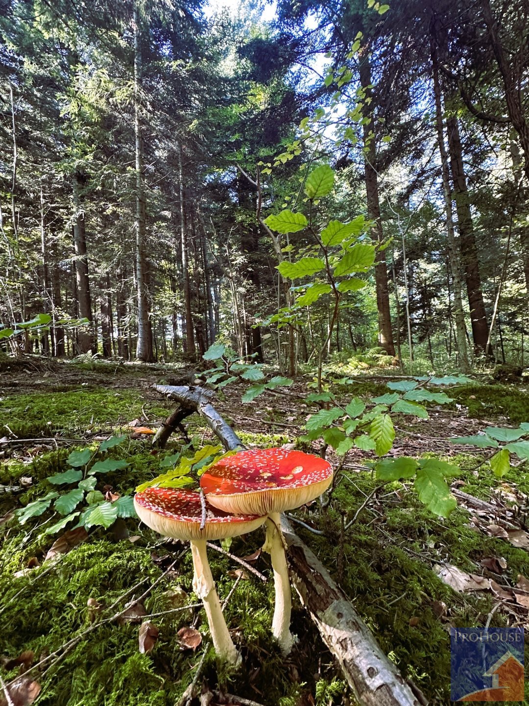 Działka leśna na sprzedaż Pisarzowa  4 800m2 Foto 1