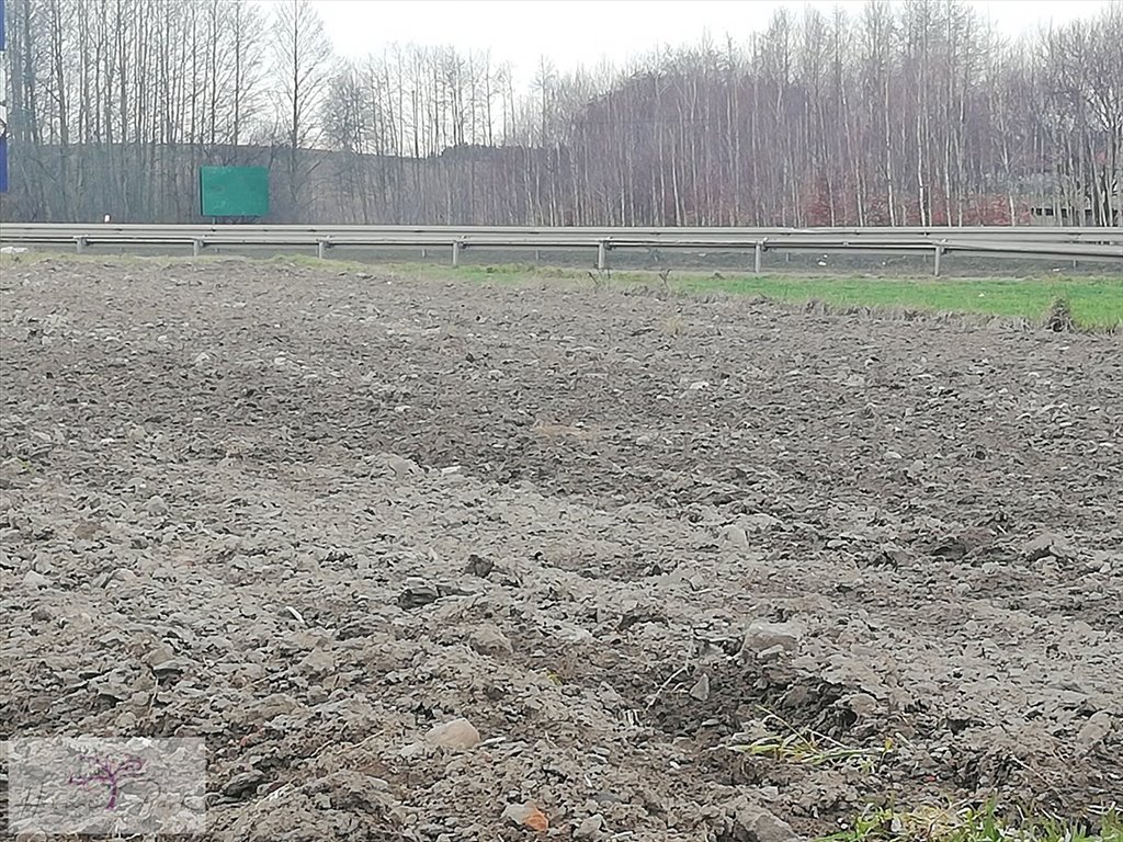 Działka budowlana na sprzedaż Tuszynek Majoracki  6 000m2 Foto 5