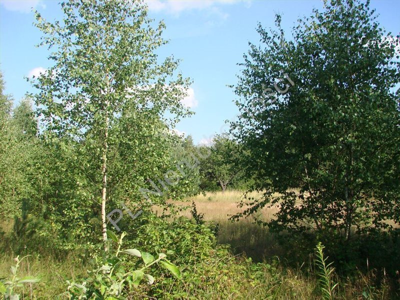 Działka rolna na sprzedaż Wólka Jeżewska 54 000m2 Foto 1 Działka rolna na sprzedaż Wólka Jeżewska 54 000m2 Foto 1