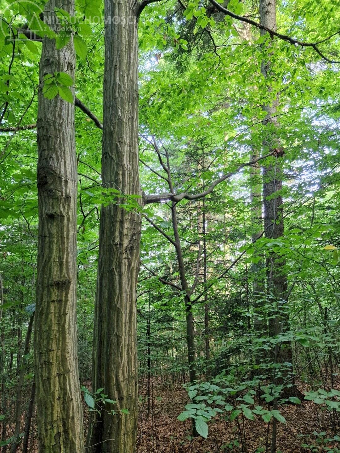 Działka leśna na sprzedaż Jodłówka Tuchowska  21 600m2 Foto 12