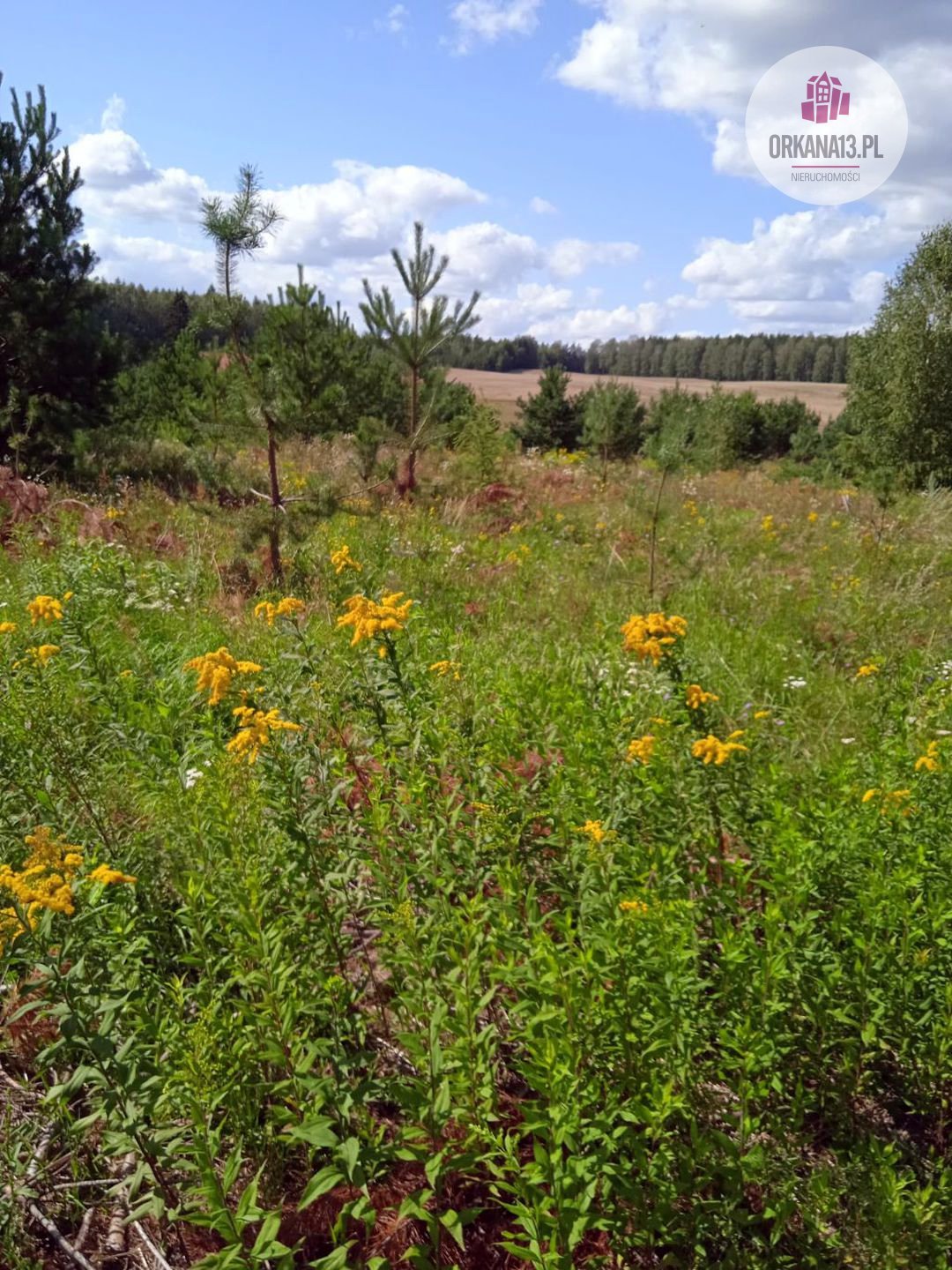 Działka rolna na sprzedaż Biesówko, Biesówko  4 093m2 Foto 4