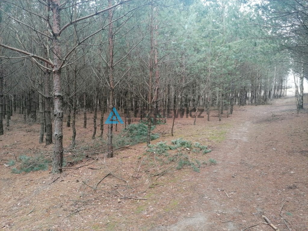 Działka leśna na sprzedaż Rosochatka  39 600m2 Foto 5