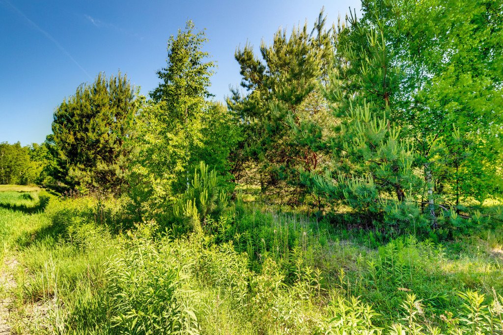 Działka budowlana na sprzedaż Majdan  3 000m2 Foto 18