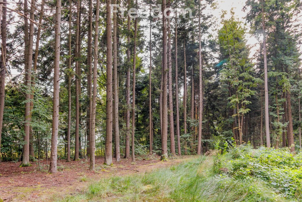 Działka leśna na sprzedaż Olszyny  9 790m2 Foto 7