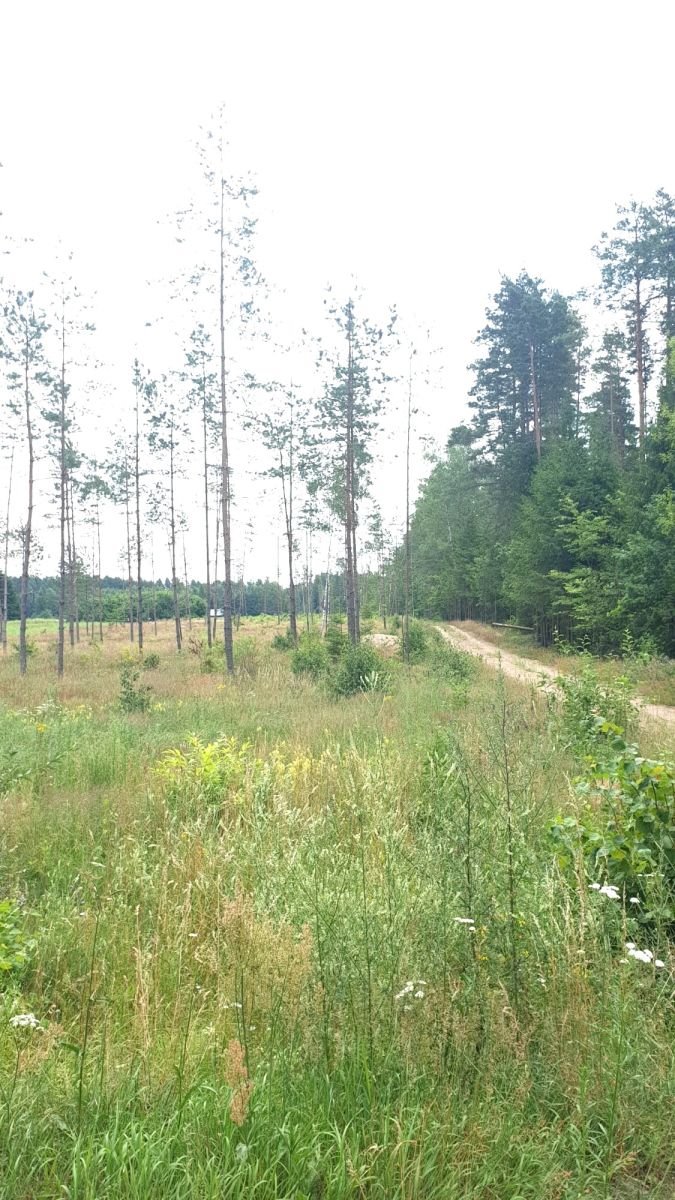 Działka gospodarstwo rolne na sprzedaż Wigrańce  3 000m2 Foto 1