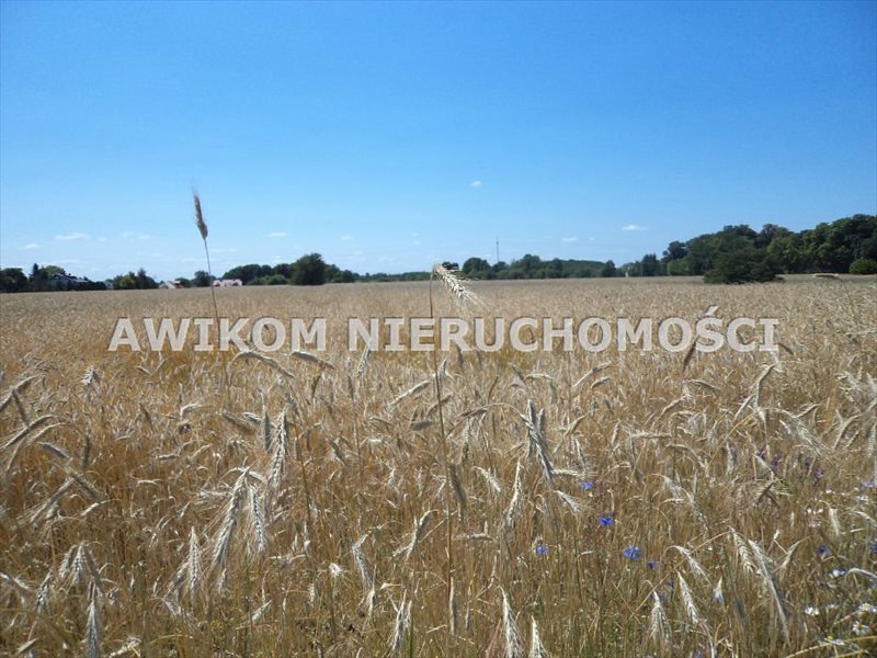 Działka rolna na sprzedaż Żabia Wola, Zaręby  11 700m2 Foto 2