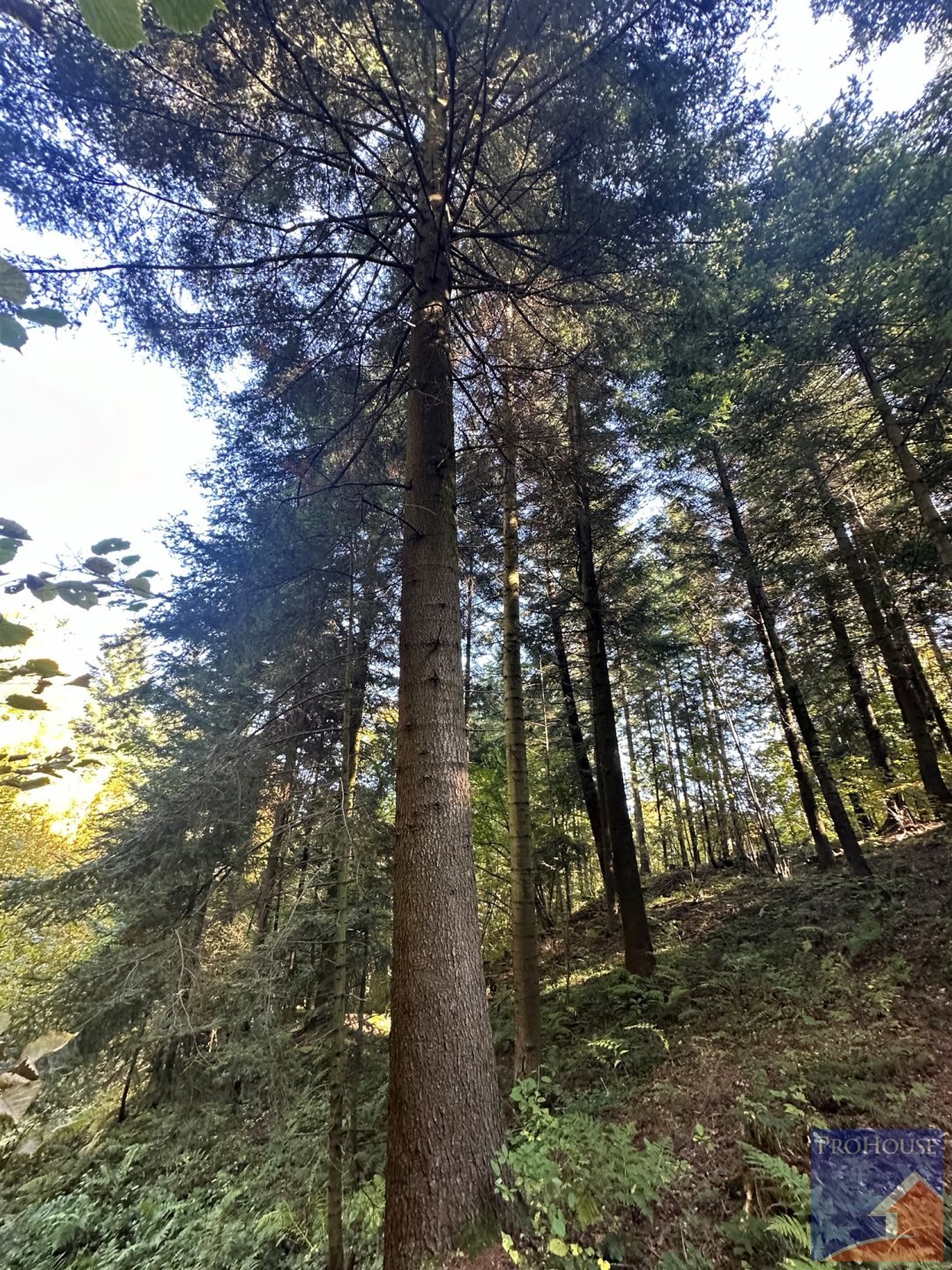 Działka leśna na sprzedaż Pisarzowa  4 800m2 Foto 4