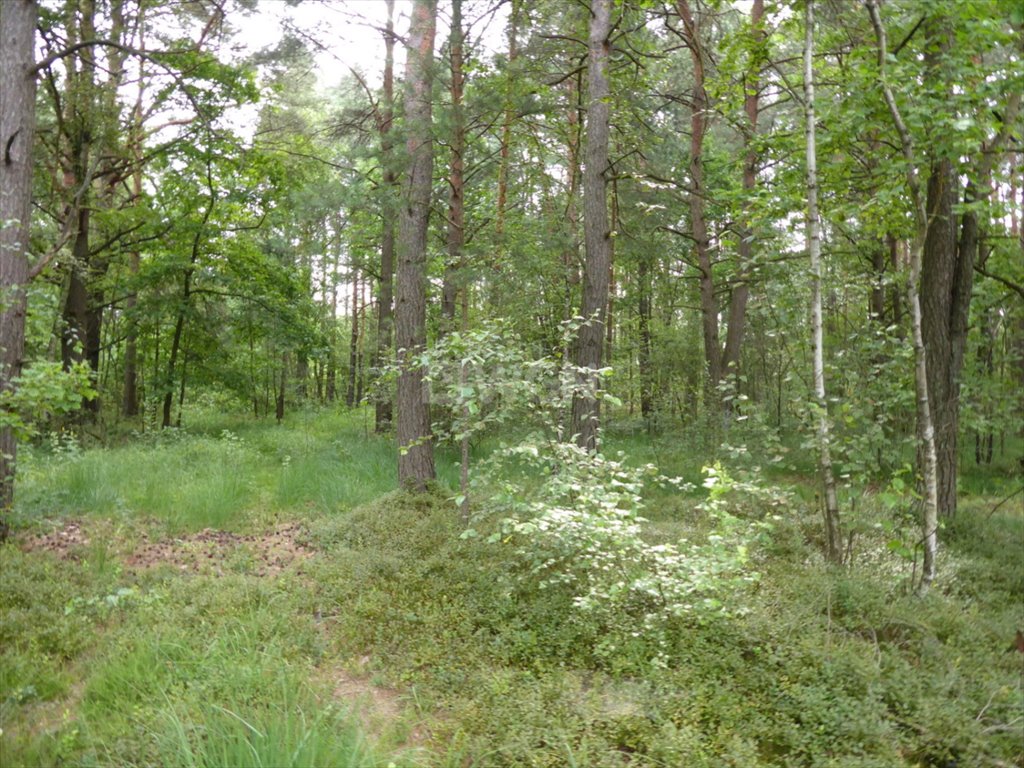 Działka leśna na sprzedaż Pieńki Szczepockie, Pieńki Szczepockie  9 100m2 Foto 6