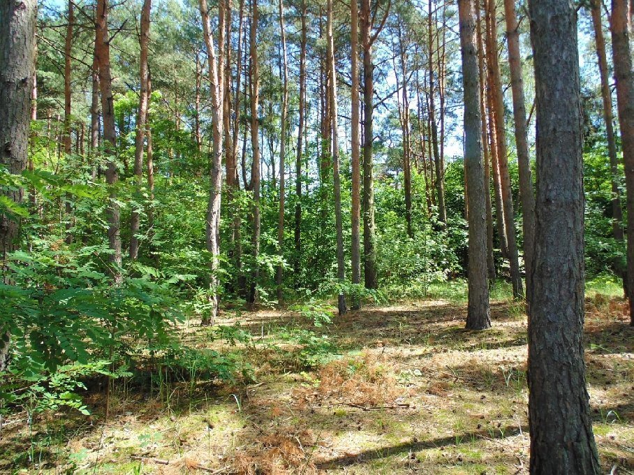 Działka budowlana na sprzedaż Konstancin-Jeziorna, Długa  2 581m2 Foto 4