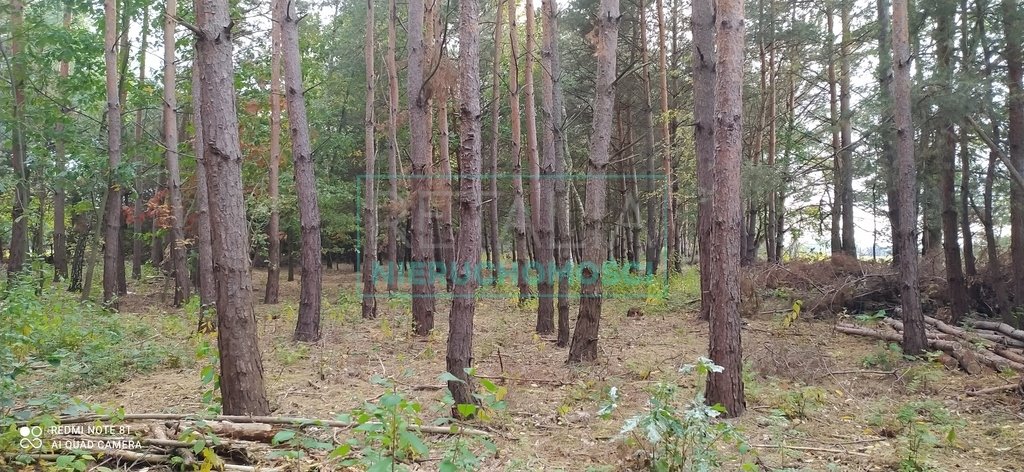 Działka 11 000 m² z sosnami, pod zabudowę, blisko S8 Kuklówka Zarzeczna  11 000m2 Foto 1