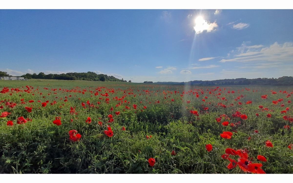 Działka budowlana na sprzedaż Toszowice, TOSZOWICE  1 852m2 Foto 1