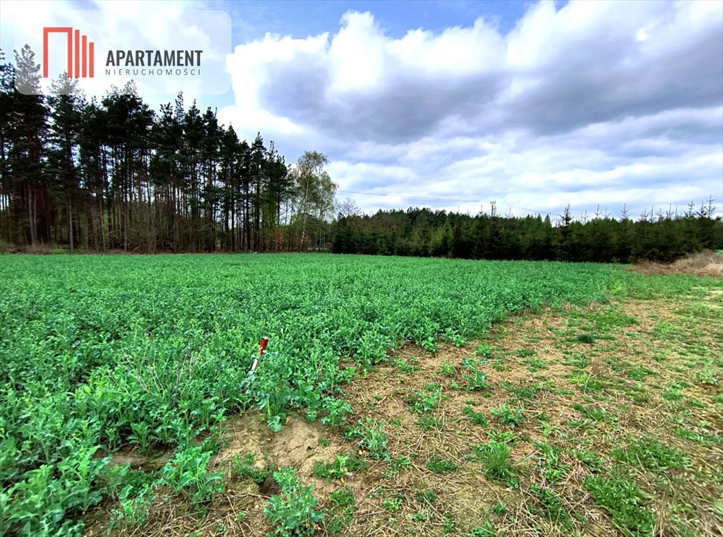 Działka budowlana na sprzedaż Frank  1 000m2 Foto 4