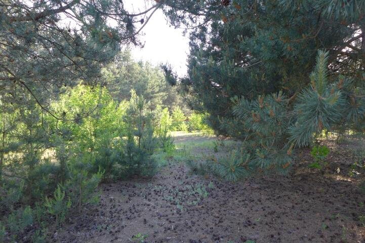 Działka budowlana 1492 m² z mediami i dojazdem utwardzonym Racibory, Racibory  1 492m2 Foto 1