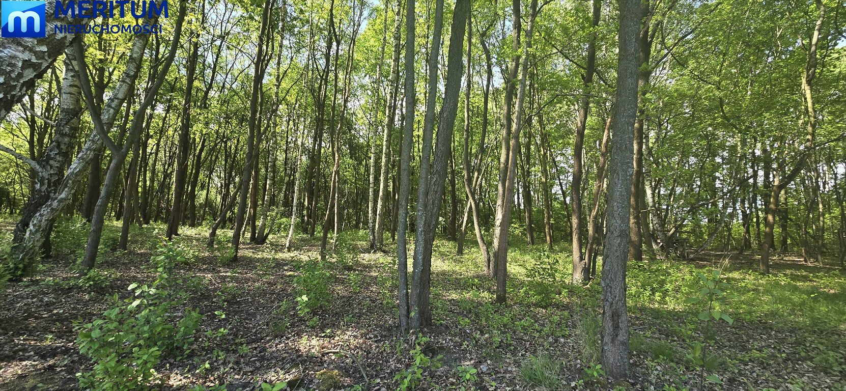 Działka 2000 m² z starodrzewem i mediami - Milanówek Milanówek  2 000m2 Foto 1