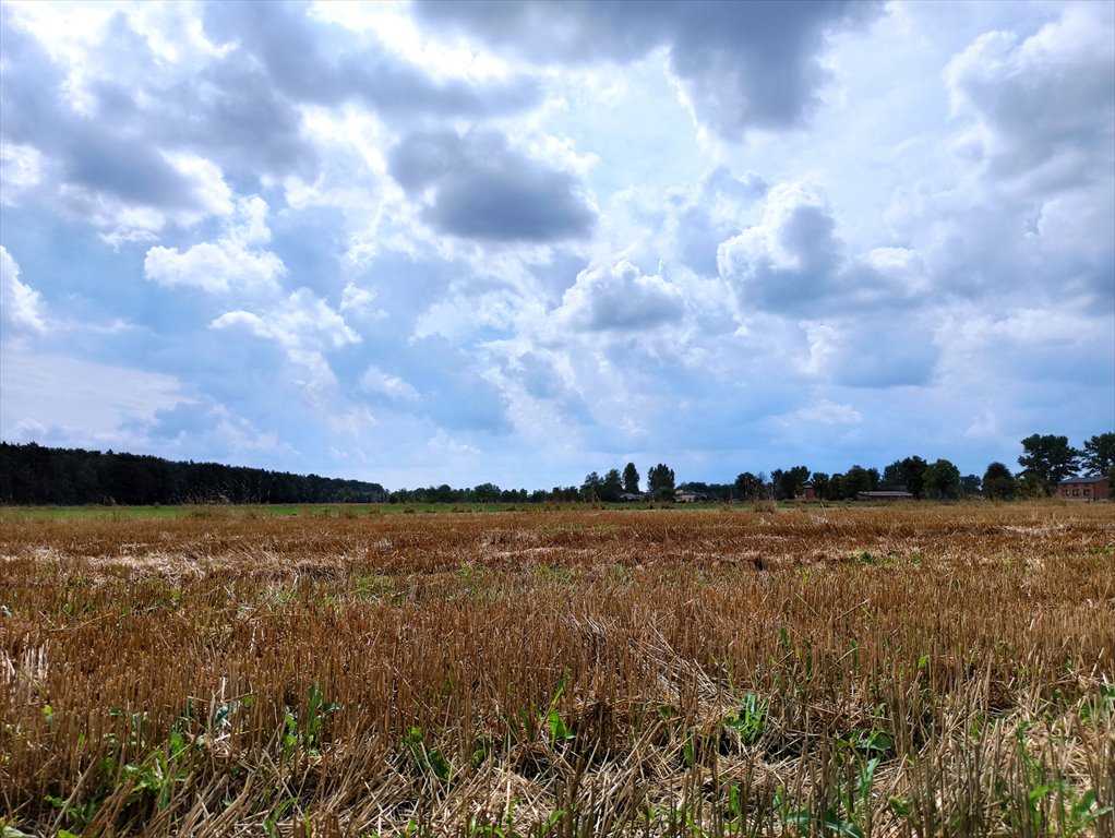 Działka leśna z prawem budowy na sprzedaż Borszewice Kościelne  9 000m2 Foto 5