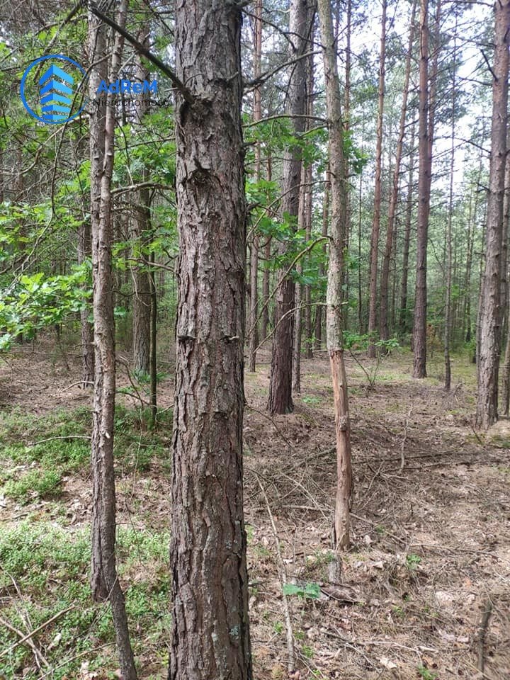 Działka leśna na sprzedaż Knyszyn  56 500m2 Foto 2