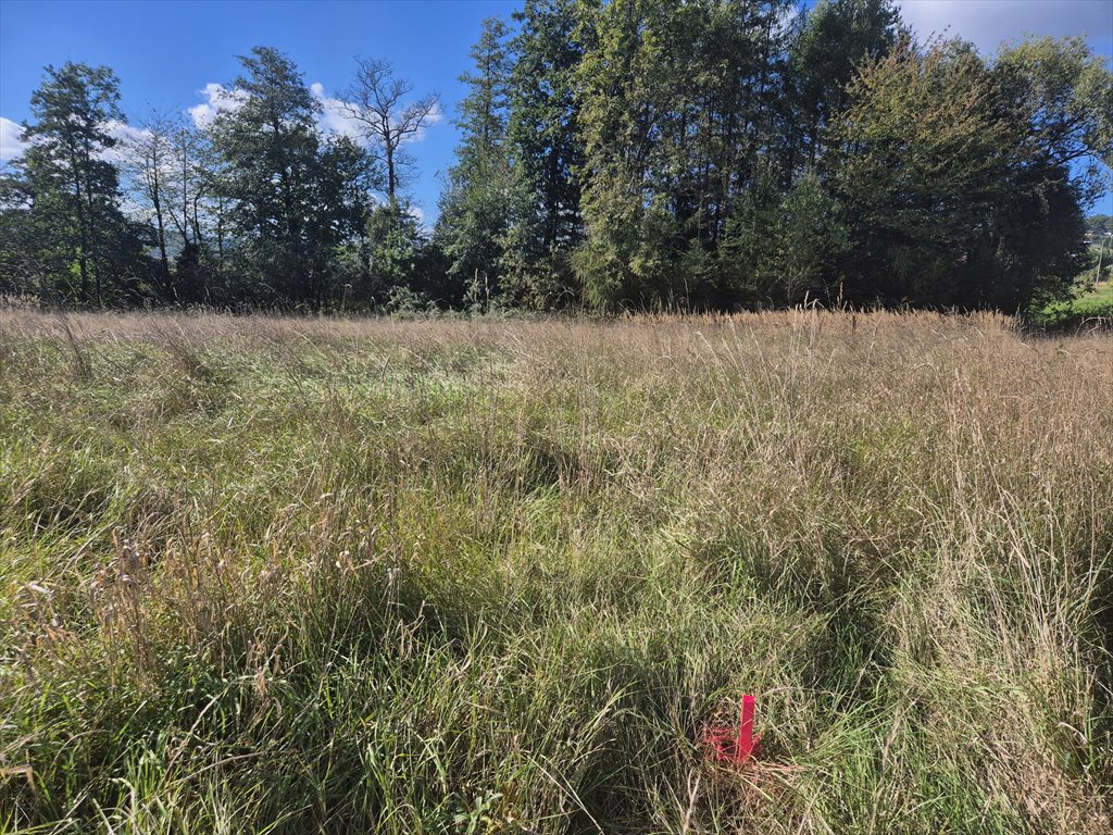 Działka budowlana na sprzedaż Harklowa  6 600m2 Foto 4