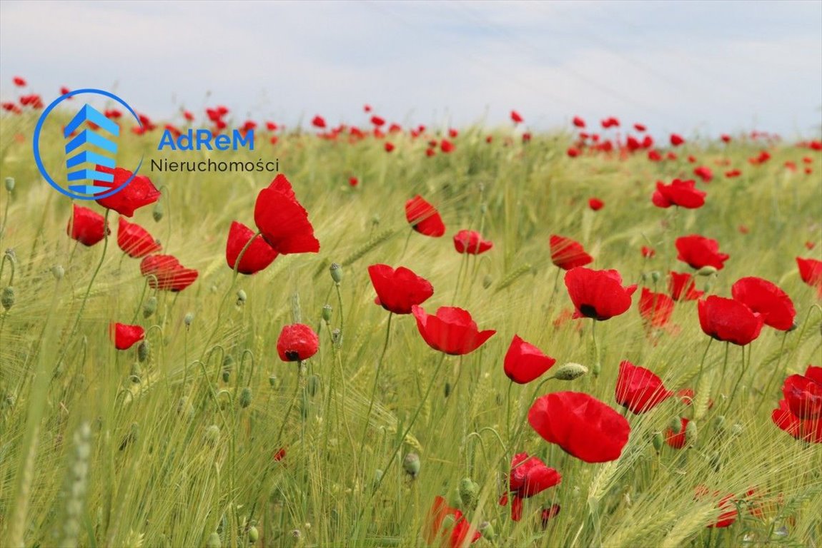 Działka gospodarstwo rolne na sprzedaż Ruda  4 731m2 Foto 3