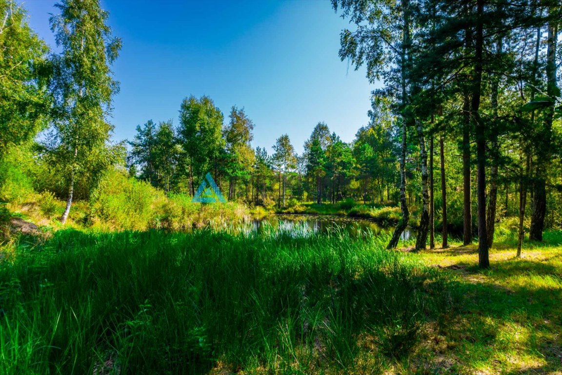 Działka leśna na sprzedaż Staniszewo  7 300m2 Foto 6