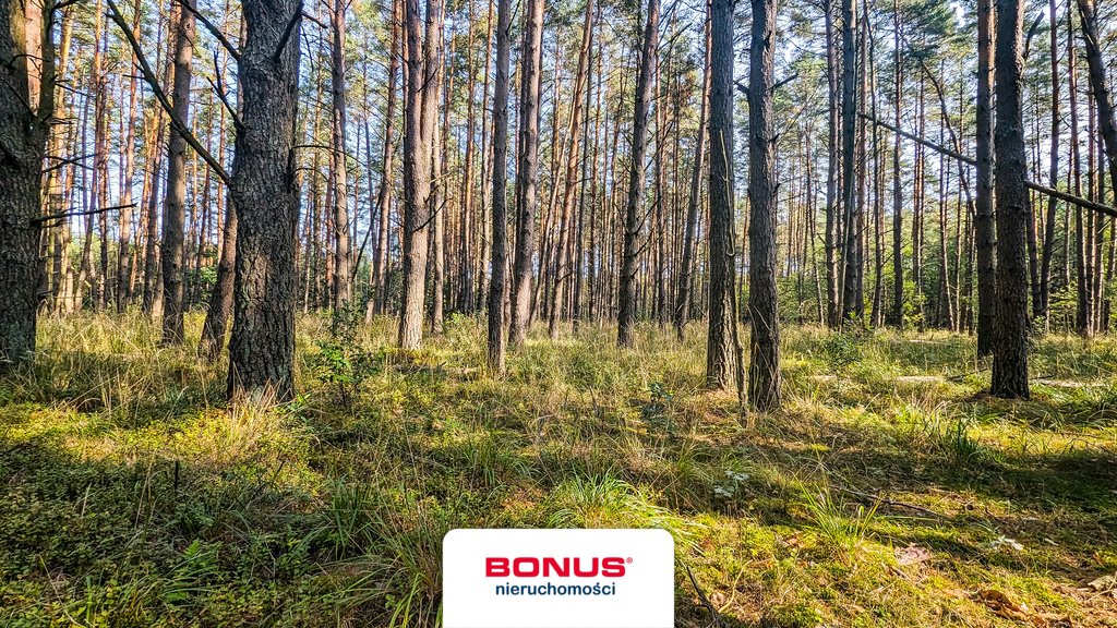 Inwestycyjna działka leśna 3,29 ha w Puszczy Napiwodzko-Ramuckiej Wały  32 800m2 Foto 1