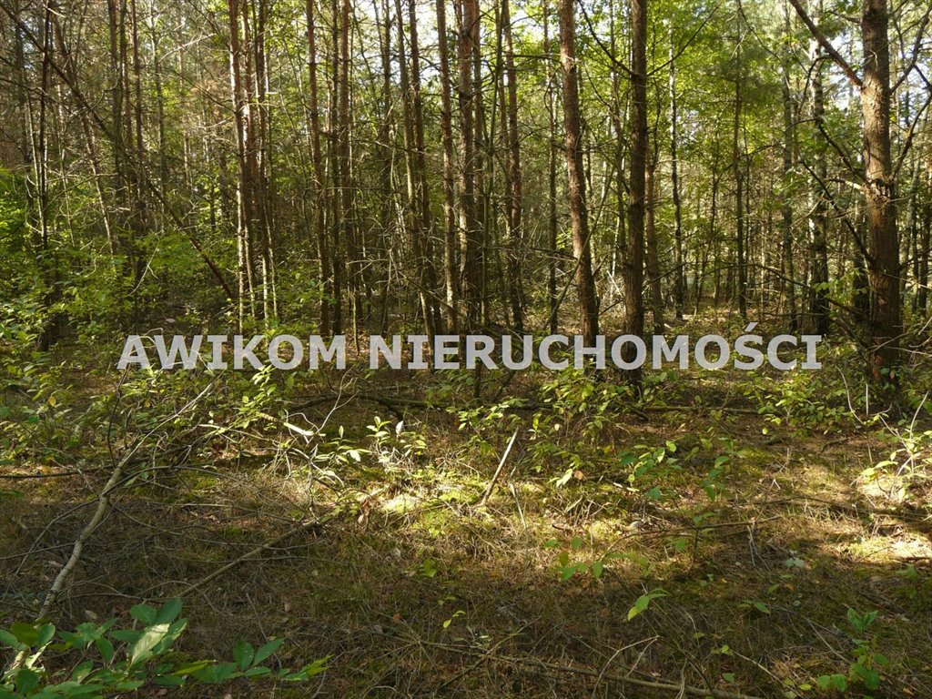 Działka leśna na sprzedaż Przewodowice  16 623m2 Foto 10