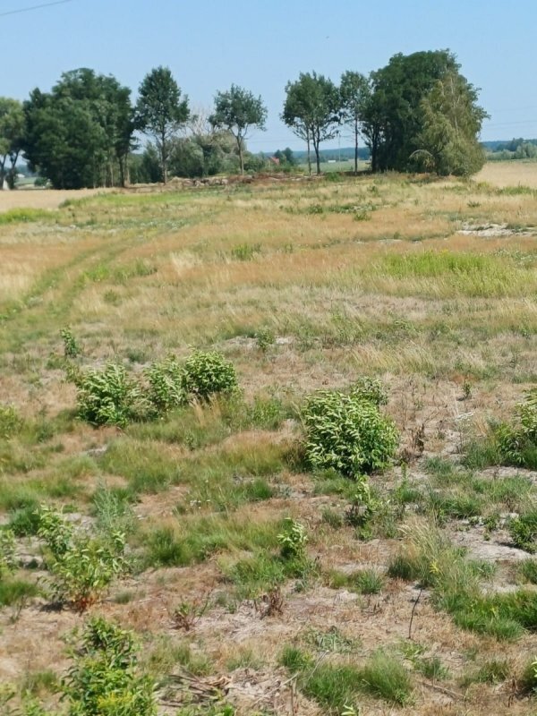 Działka inwestycyjna na sprzedaż Paprotnia  10 100m2 Foto 4