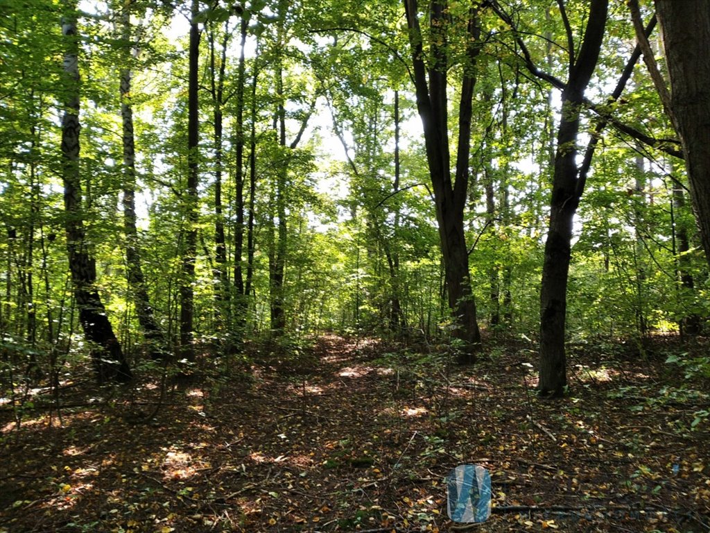 Działka z lasem i warunkami zabudowy w Kosowie Mniejszym Kosów  16 584m2 Foto 1